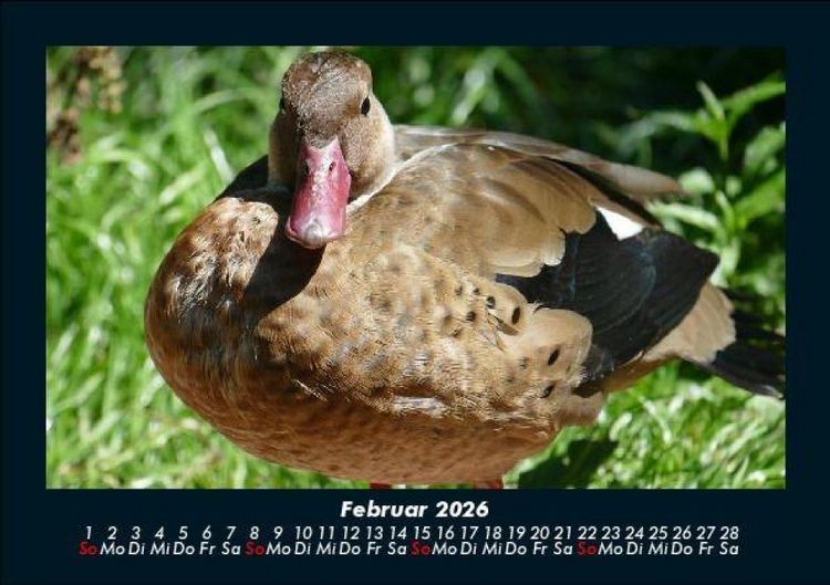Produktbild: Vogelparadies 2026 Fotokalender DIN A5