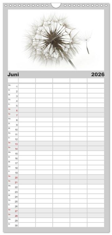 Produktbild: Familienplaner 2026 - Filigrane Pusteblumen / Geburtstagskalender mit 5 Spalten (Wandkalender, 21 x 45 cm) CALVENDO