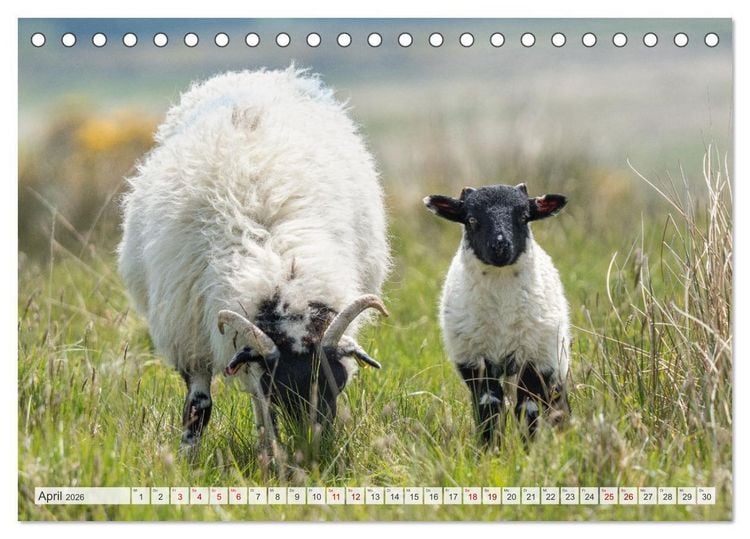 Produktbild: S&uuml;dengland... zu Fu&szlig; (Tischkalender 2026 DIN A5 quer), CALVENDO Monatskalender