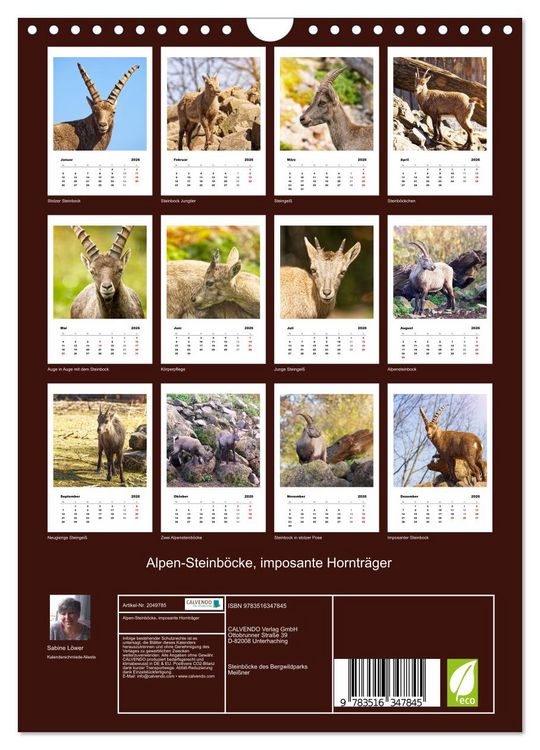 Produktbild: Alpen-Steinb&ouml;cke, imposante Horntr&auml;ger (Wandkalender 2026 DIN A4 hoch), CALVENDO Monatskalender