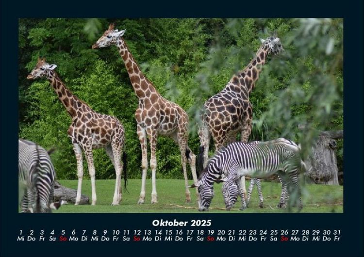 Produktbild: Giraffen 2025 Fotokalender DIN A4