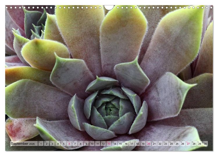 Produktbild: Sempervivum - Hauswurz (Wandkalender 2026 DIN A3 quer), CALVENDO Monatskalender