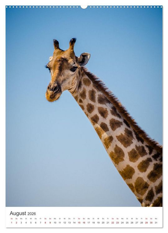 Produktbild: Giraffe - Bemerkenswerte Tiere. (hochwertiger Premium Wandkalender 2026 DIN A2 hoch), Kunstdruck in Hochglanz