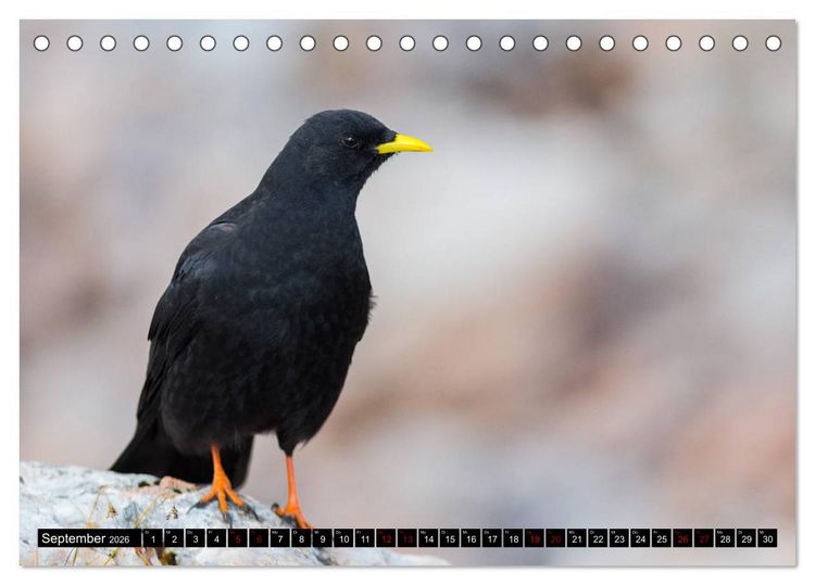 Produktbild: Alpengl&uuml;ck - Nationalpark Berchtesgaden (Tischkalender 2026 DIN A5 quer), CALVENDO Monatskalender