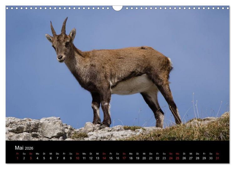 Produktbild: Steinwild in den Schweizer Voralpen (Wandkalender 2026 DIN A3 quer), CALVENDO Monatskalender