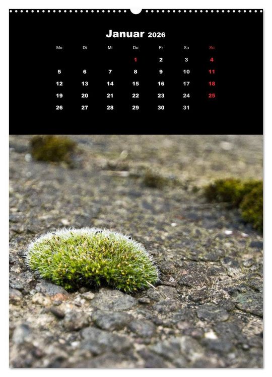 Produktbild: Die Welt der Moose. Ein Blick nach unten (hochwertiger Premium Wandkalender 2026 DIN A2 hoch), Kunstdruck in Hochglanz