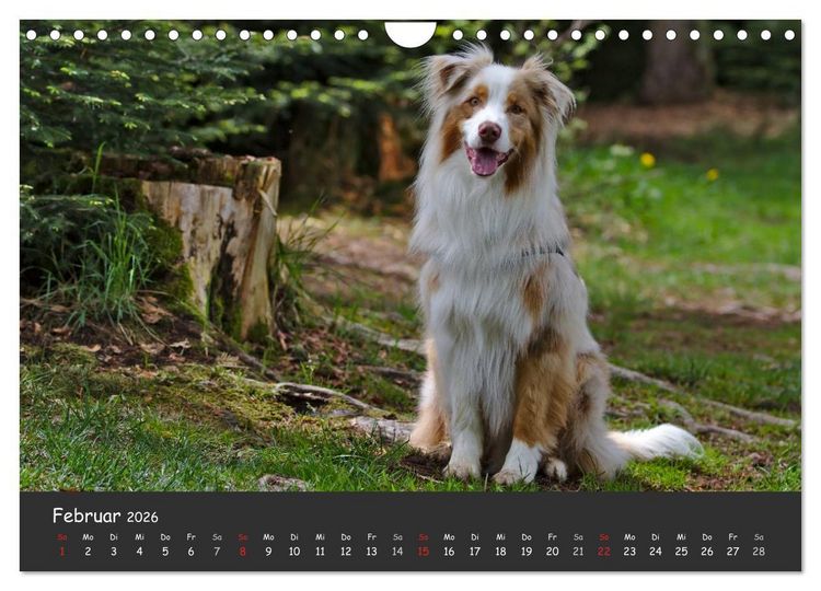 Produktbild: Australian Shepherd - Augenblicke (Wandkalender 2026 DIN A4 quer), CALVENDO Monatskalender
