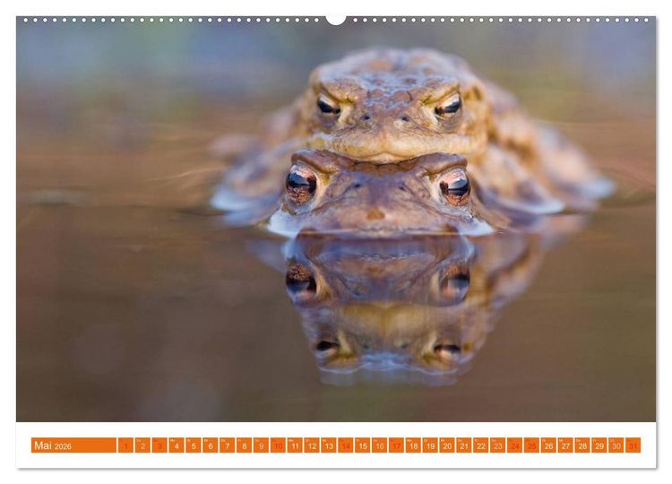 Produktbild: Farbige Fr&ouml;sche (hochwertiger Premium Wandkalender 2026 DIN A2 quer), Kunstdruck in Hochglanz