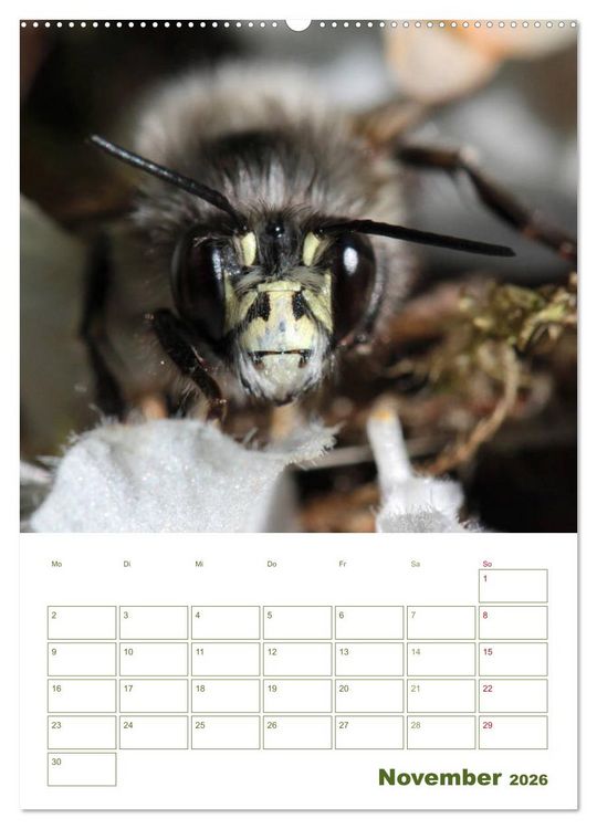 Produktbild: Wildbienen-Terminplaner 2026 (Wandkalender 2026 DIN A2 hoch), CALVENDO Monatskalender
