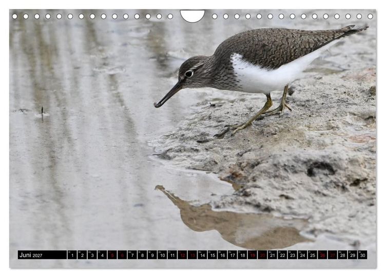 Produktbild: Mallorcas V&ouml;gel (Wandkalender 2027 DIN A4 quer), CALVENDO Monatskalender