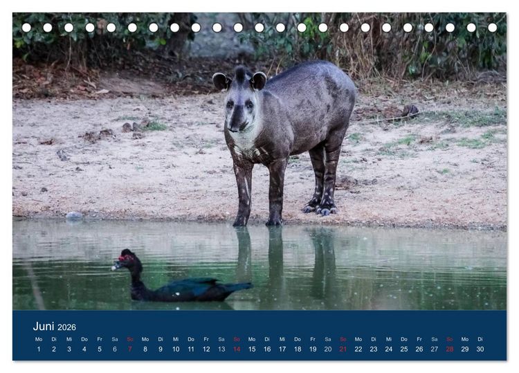 Produktbild: Brasilien tierisch gut 2026 (Tischkalender 2026 DIN A5 quer), CALVENDO Monatskalender