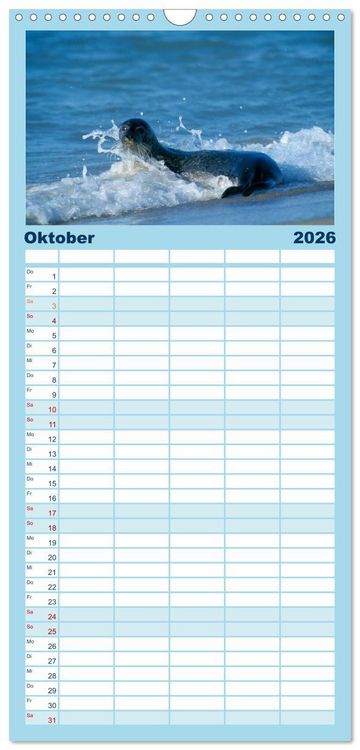 Produktbild: Familienplaner 2026 - Faszination Kegelrobben und Seehunde mit 5 Spalten (Wandkalender, 21 x 45 cm) CALVENDO