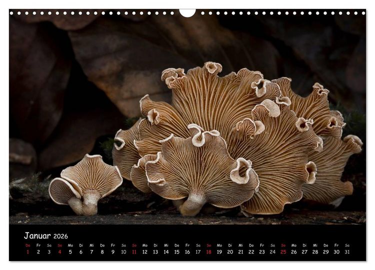 Produktbild: Pilzgalerie (Wandkalender 2026 DIN A3 quer), CALVENDO Monatskalender