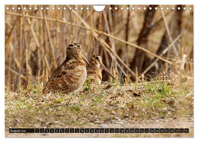 Produktbild: Die grandiose Tierwelt von Finnland (Wandkalender 2026 DIN A4 quer), CALVENDO Monatskalender