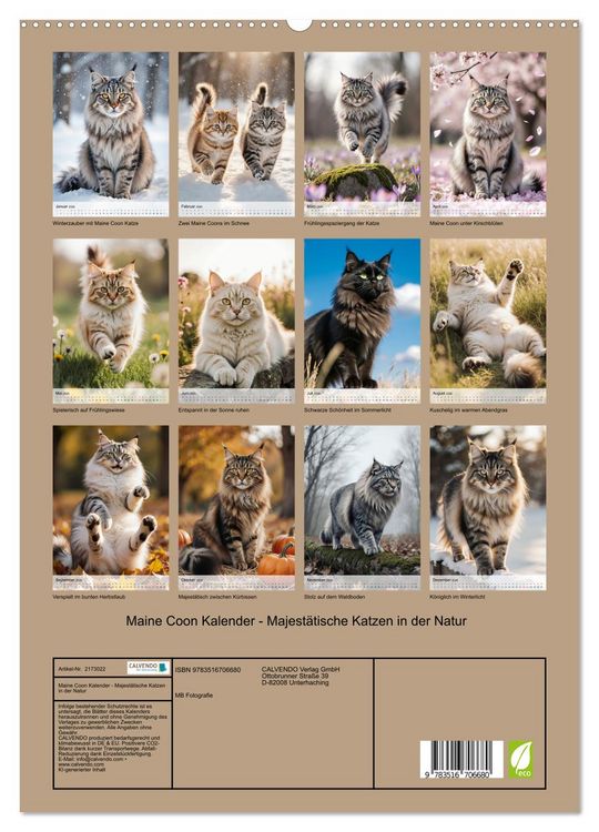 Produktbild: Maine Coon Kalender - Majest&auml;tische Katzen in der Natur (hochwertiger Premium Wandkalender 2026 DIN A2 hoch), Kunstdruck in Hochglanz