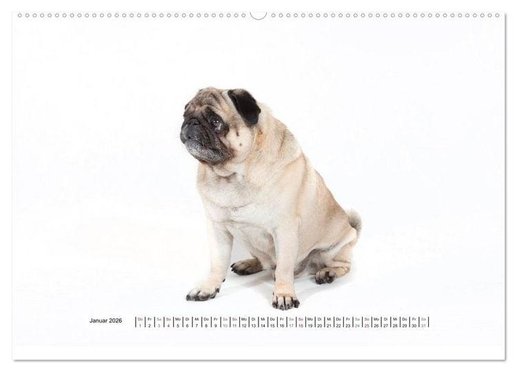 Produktbild: Mops - unwiderstehlich und charmant (hochwertiger Premium Wandkalender 2026 DIN A2 quer), Kunstdruck in Hochglanz