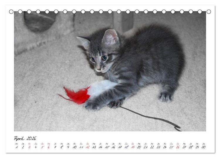 Produktbild: Die Launen der Katzen 2026 (Tischkalender 2026 DIN A5 quer), CALVENDO Monatskalender