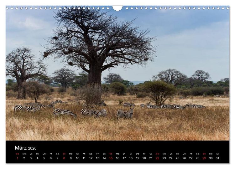 Produktbild: Zebras - Faszination der Streifen (Wandkalender 2026 DIN A3 quer), CALVENDO Monatskalender