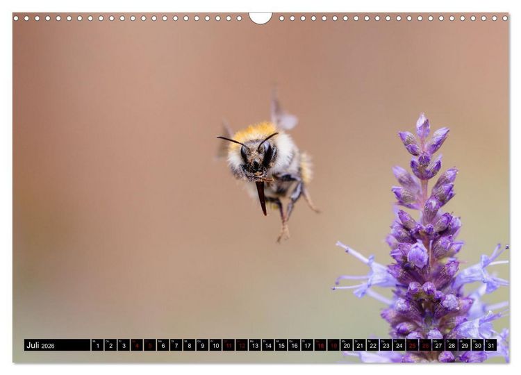 Produktbild: Hummeln - Flugaufnahmen eines faszinierenden Insekts (Wandkalender 2026 DIN A3 quer), CALVENDO Monatskalender