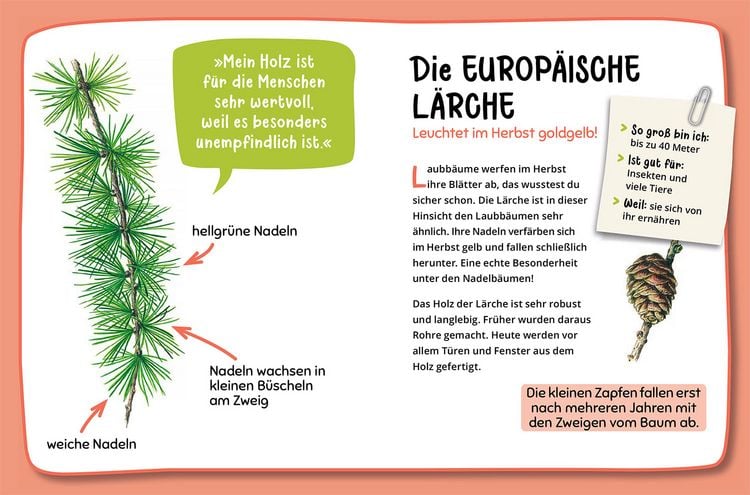 Produktbild: Mein erster Naturf&uuml;hrer, Welcher Baum ist das?