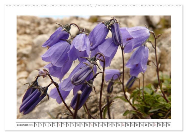 Produktbild: Alpenblumen. Bunte Welt in luftiger H&ouml;he (Wandkalender 2026 DIN A2 quer), CALVENDO Monatskalender