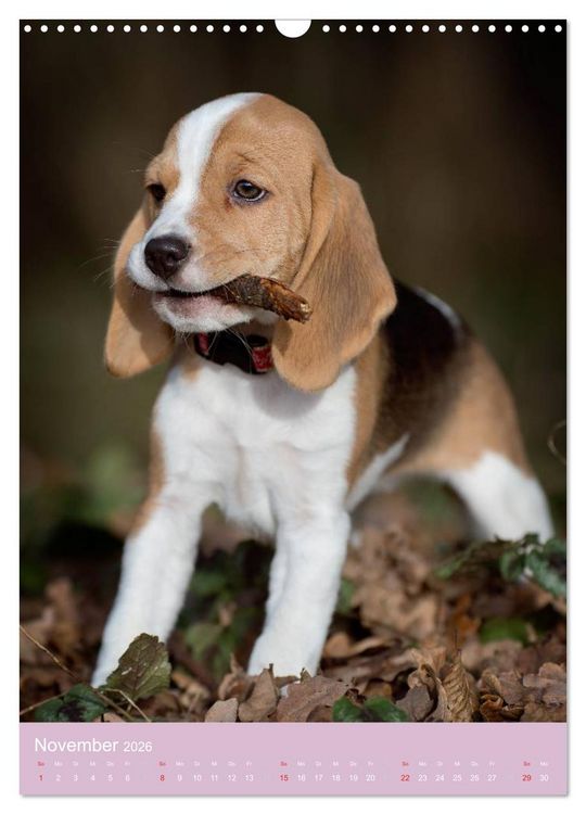 Produktbild: Tierkinder Hunde und Katzen (Wandkalender 2026 DIN A3 hoch), CALVENDO Monatskalender