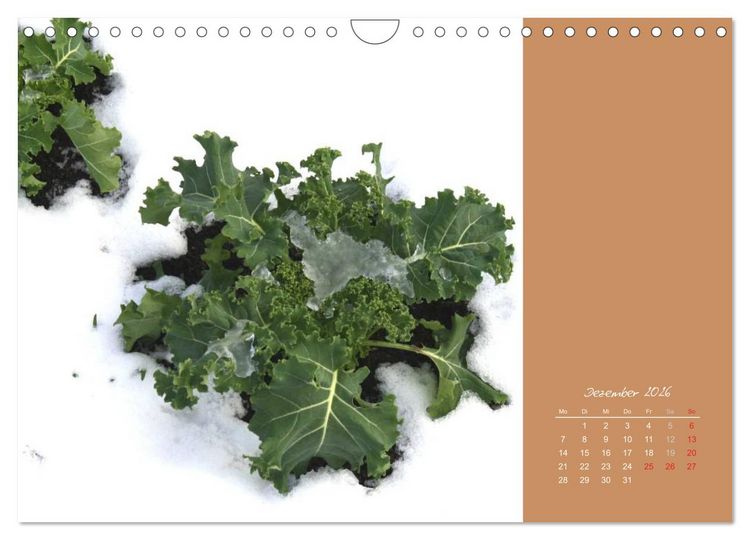 Produktbild: Gartentr&auml;ume (Wandkalender 2026 DIN A4 quer), CALVENDO Monatskalender