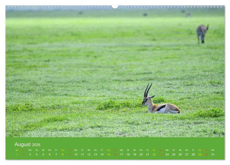 Produktbild: Antilopen, sch&ouml;n und schnell (hochwertiger Premium Wandkalender 2026 DIN A2 quer), Kunstdruck in Hochglanz