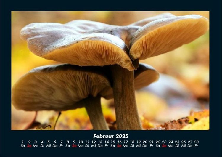 Produktbild: Pilzkalender 2025 Fotokalender DIN A4