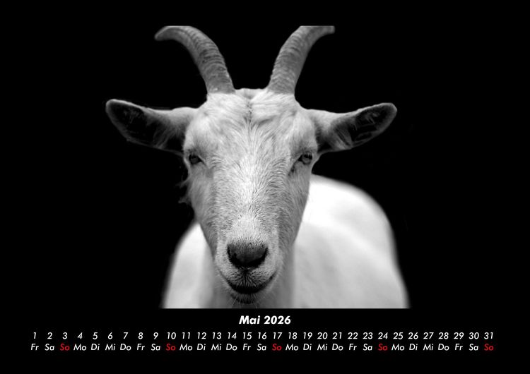 Produktbild: Tiere auf dem Bauernhof 2026 Fotokalender DIN A3