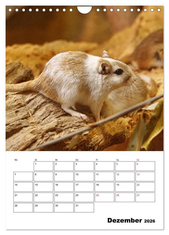 Produktbild: Lustige Rennm&auml;use (Wandkalender 2026 DIN A4 hoch), CALVENDO Monatskalender