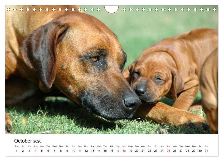 Produktbild: Rhodesian Ridgeback Puppies (Wall Calendar 2026 DIN A4 landscape), CALVENDO 12 Month Wall Calendar