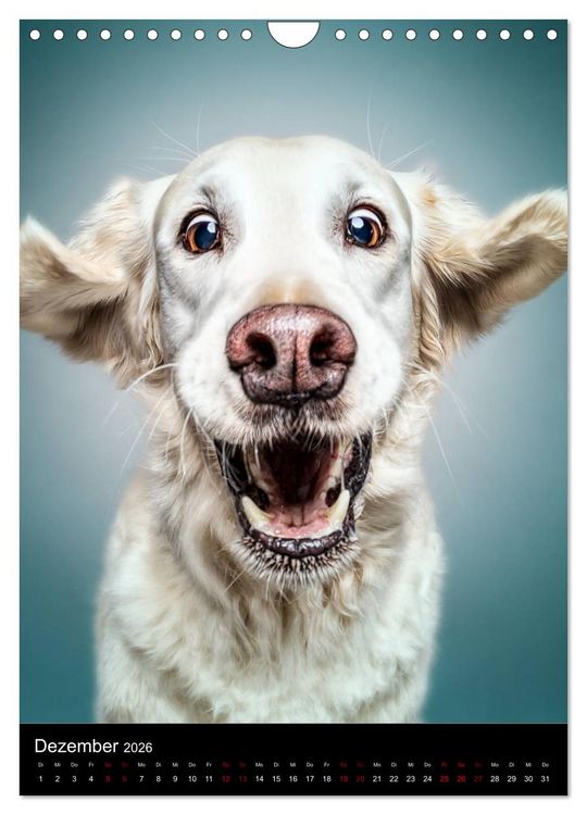 Produktbild: Funny Faces - Lustige Hundebilder (Wandkalender 2026 DIN A4 hoch), CALVENDO Monatskalender