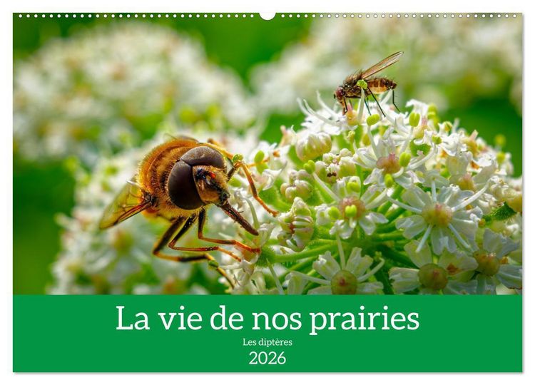 Produktbild: La vie de nos prairies - Les dipt&egrave;res (Calendrier mural 2026 DIN A2 vertical), CALVENDO calendrier mensuel