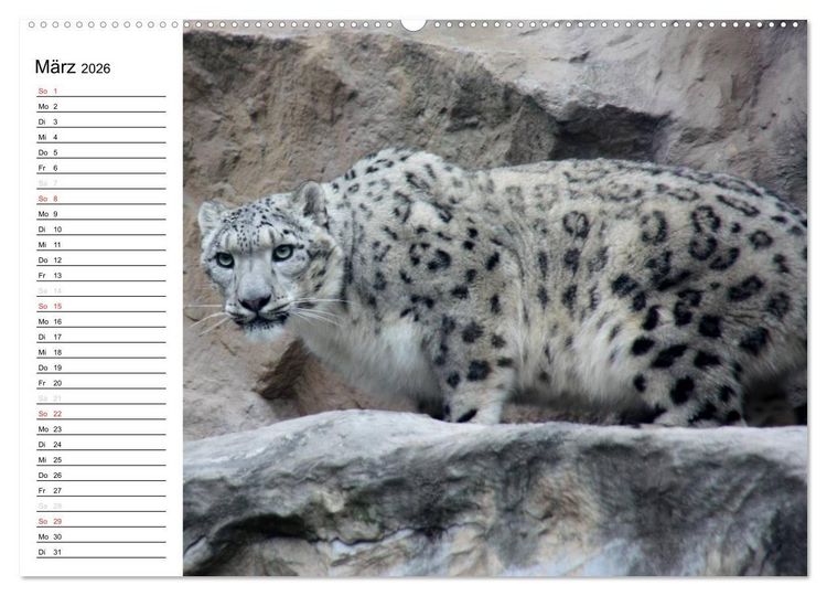 Produktbild: Der Schneeleopard (Wandkalender 2026 DIN A2 quer), CALVENDO Monatskalender