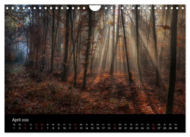 Produktbild: Waldkalender (Wandkalender 2026 DIN A4 quer), CALVENDO Monatskalender