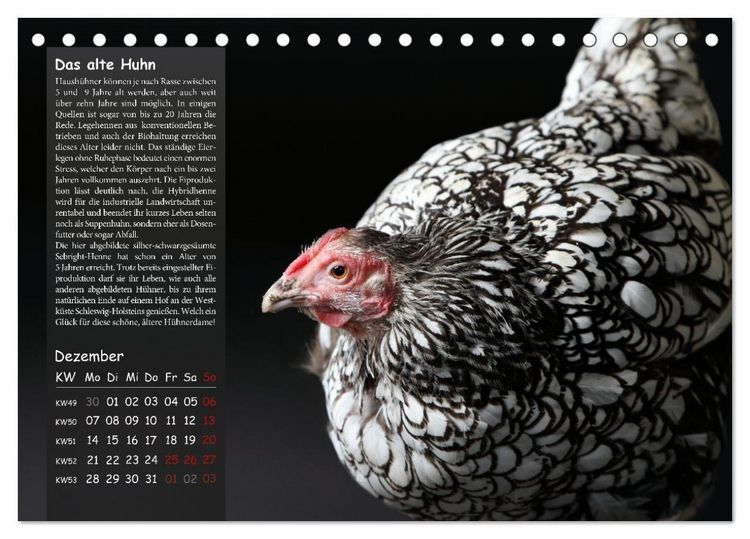 Produktbild: Von der Einzigartigkeit der H&uuml;hner 2026 (Tischkalender 2026 DIN A5 quer), CALVENDO Monatskalender