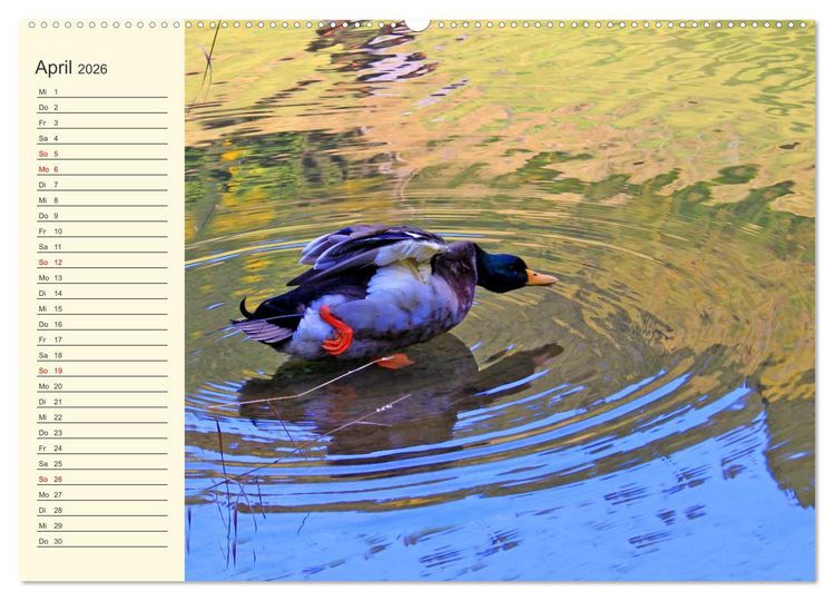 Produktbild: Wir sind die Stars am Wasser (hochwertiger Premium Wandkalender 2026 DIN A2 quer), Kunstdruck in Hochglanz