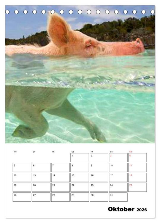 Produktbild: Schweine auf den Bahamas! (Tischkalender 2026 DIN A5 hoch), CALVENDO Monatskalender