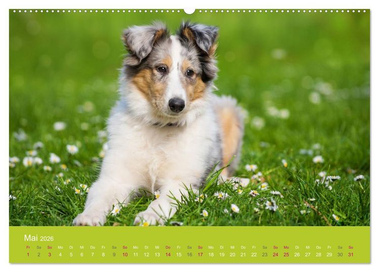 Produktbild: Welpen im Fr&uuml;hling (hochwertiger Premium Wandkalender 2026 DIN A2 quer), Kunstdruck in Hochglanz