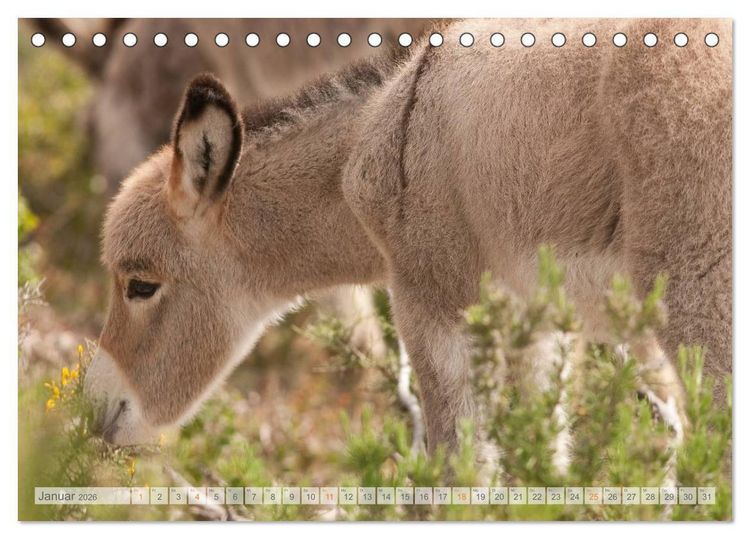 Produktbild: Zauberhafte Esel (Tischkalender 2026 DIN A5 quer), CALVENDO Monatskalender