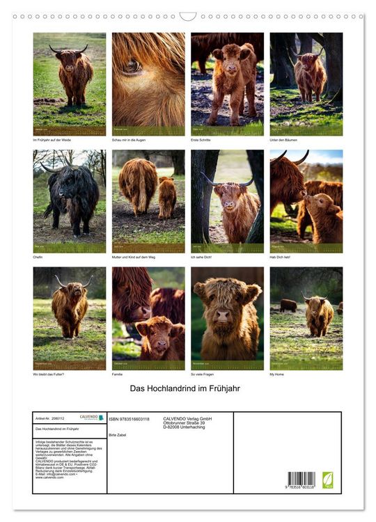Produktbild: Das Hochlandrind im Fr&uuml;hjahr (Wandkalender 2026 DIN A2 hoch), CALVENDO Monatskalender