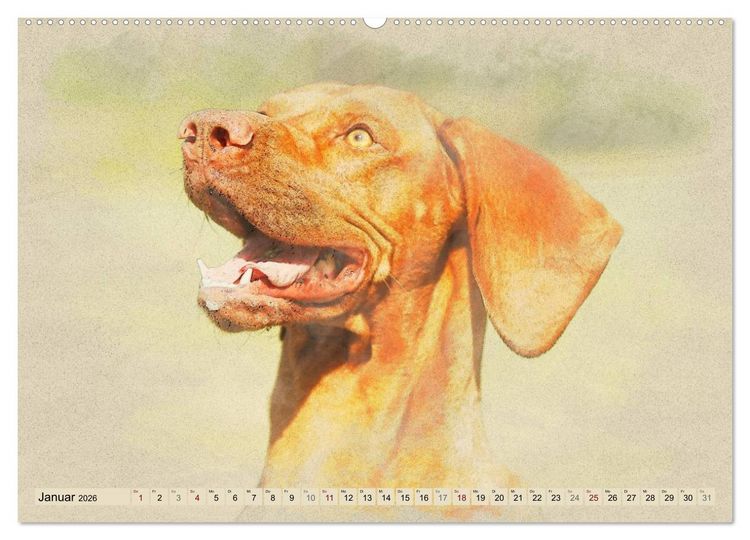 Produktbild: Magyar Vizsla 2026 (hochwertiger Premium Wandkalender 2026 DIN A2 quer), Kunstdruck in Hochglanz