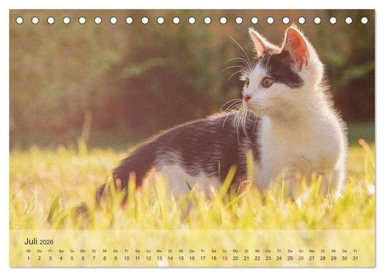 Produktbild: Katzen 2026 Bezaubernde Samtpfoten (Tischkalender 2026 DIN A5 quer), CALVENDO Monatskalender