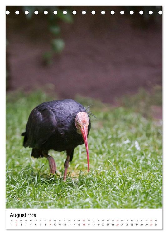 Produktbild: Der Waldrapp - Der etwas andere Vogel (Tischkalender 2026 DIN A5 hoch), CALVENDO Monatskalender