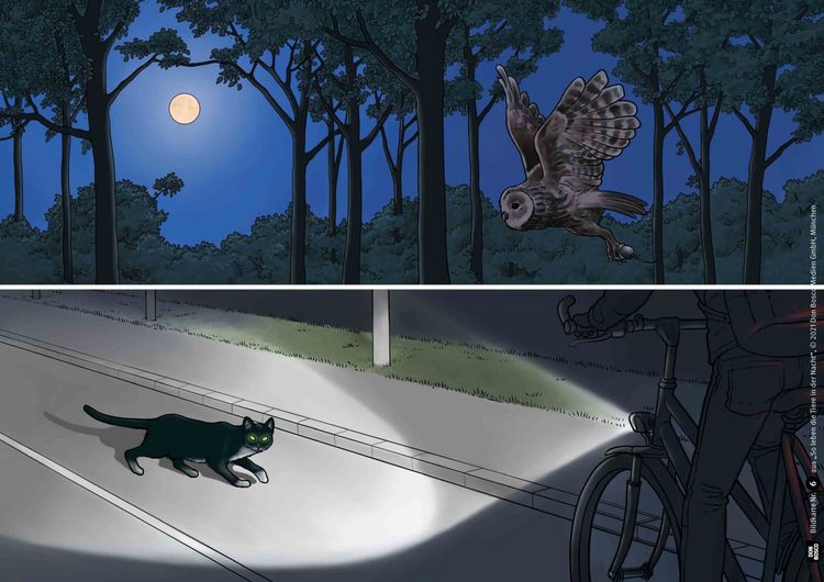 Produktbild: So leben die Tiere in der Nacht. Kamishibai Bildkartenset