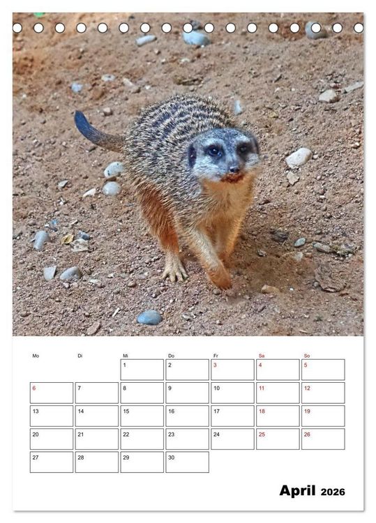 Produktbild: Niedliche Erdm&auml;nnchen (Tischkalender 2026 DIN A5 hoch), CALVENDO Monatskalender