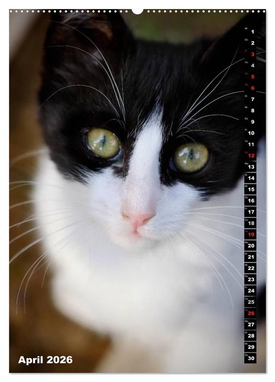 Produktbild: Istanbuls Katzen (hochwertiger Premium Wandkalender 2026 DIN A2 hoch), Kunstdruck in Hochglanz