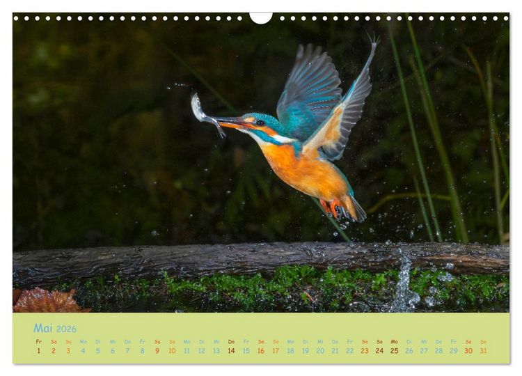 Produktbild: Eisv&ouml;gel, faszinierende kleine Flieger. (Wandkalender 2026 DIN A3 quer), CALVENDO Monatskalender