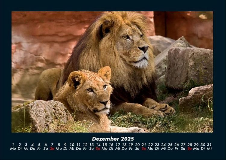 Produktbild: L&ouml;wen in der Wildnis 2025 Fotokalender DIN A4